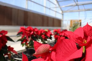 Poinsettias in the Rock Hill Greenhouse soak up the sun. Floral design students study plants like these in their classroom. All students will start the third nine weeks on Tuesday, Jan. 5. 